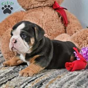 Randy, English Bulldog Puppy
